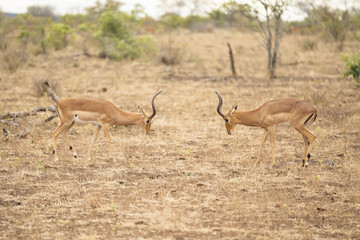 Impala males are fighting at Kruger Nationalpark, South Africa