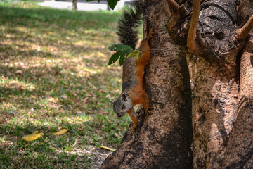squirrel coming down from a tree