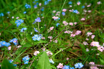 Small forest flowers Myosótis.