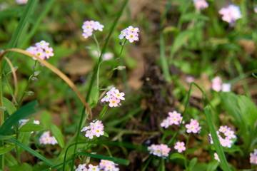 Small forest flowers Myosótis.