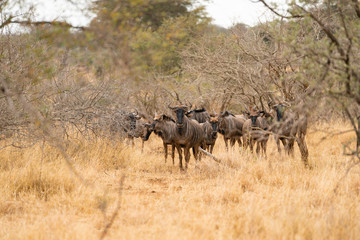Naklejka na ściany i meble Wildebeest herd is hiding in the savannah at Kruger Nationalpark, South Africa