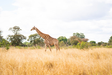 Giraffs are walking in the savannah of Kruger Nationalpark, South Africa