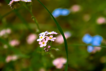 Small forest flowers Myosótis.