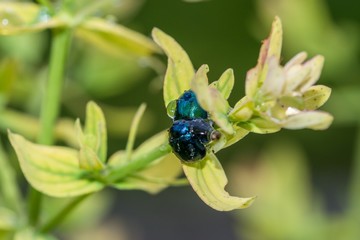 Schimmernder Käfer mit Wassertropfen auf dem Rücken