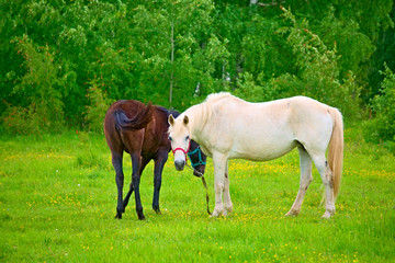 Naklejka na ściany i meble White mare with a brown foal in a meadow.