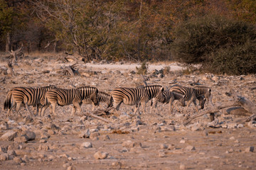 Fototapeta na wymiar Zebra in Etosha National Park, Namibia
