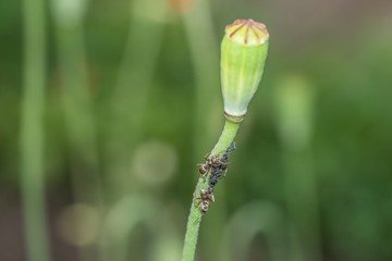 Ameisen und Blattläuse auf einem Blumenstiel im Garten