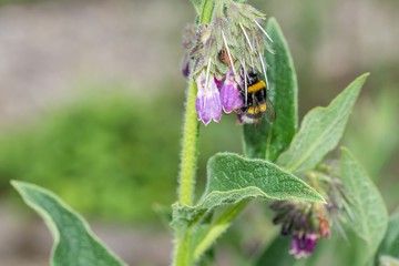 Hummel sitzt auf einer Blume, Deutschland