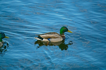 Obraz premium The duck swims along the river.