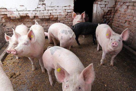 Pigs farm