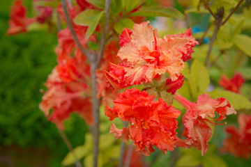 Red flowers of rhododendron.