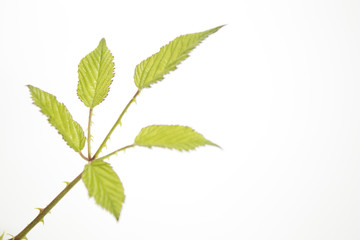Fototapeta premium Branch full of detailed green leaves isolated in a white background
