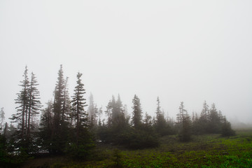 A minimalist image of evergreens shrouded in fog with copy space.