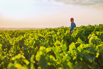 A french winegrower in his vines at sunset
