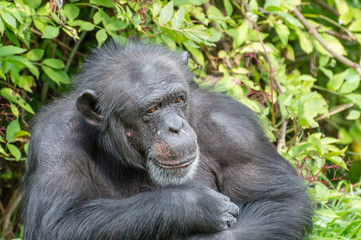 A singled isolated Chimpanzee in captivity.