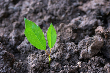 the first sprout from the ground two green leaves. the concept of the business the first shoots.