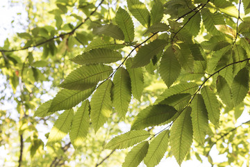 Branches full of green leaves of a chestnut tree