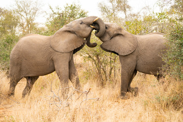 Fototapeta premium Young elephants are getting in touch with their trunks at Kruger Nationalpark, South Africa