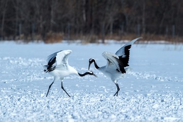 Dancing pair of Red-crowned cranes (grus japonensis) with open wings on snowy meadow, mating dance ritual, winter, Hokkaido, Japan, japanase crane, beautiful white and black birds, elegant, wildlife