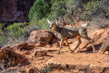 USA national parks