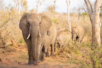  Elephant family is walking through the savannah at Kruger Nationalpark, South Africa