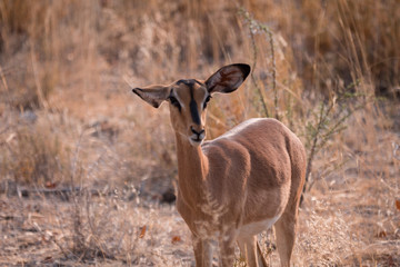 Naklejka na ściany i meble Impala in Etosha National Park, Namibia