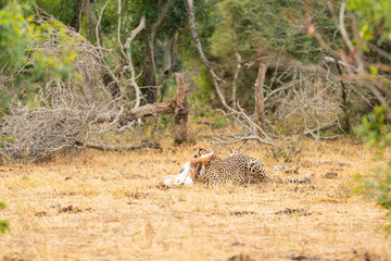Cheetah is killing his prey at Kruger Nationalpark, South Africa