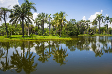 Fototapeta na wymiar View of palm-fringed a tropical swamp lake in Florida