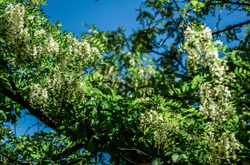 a branch of Acacia blossoms