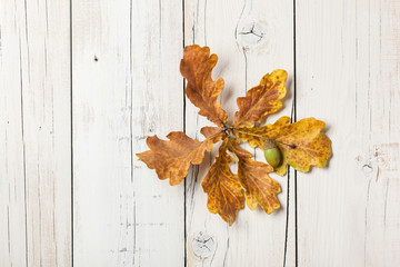 Naklejka na ściany i meble Autumn background with oak leaves