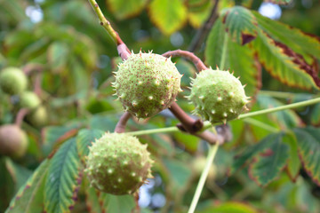 Closeup of chestnut pods growing on a tree