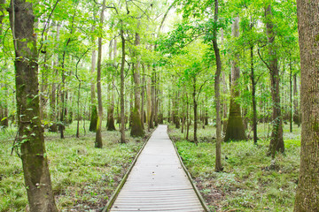 A boardwalk passing through cypress trees in the swamp of Congaree National Park.