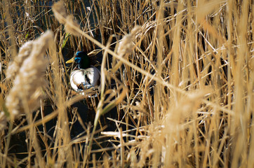 duck in nest