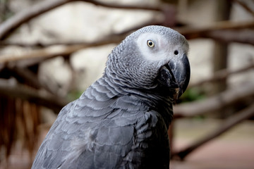 Pretty gray parrot