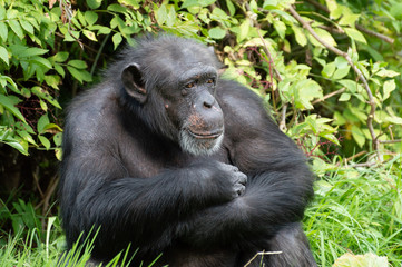 A singled isolated Chimpanzee in captivity.
