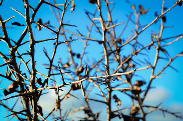 branches of a tree
