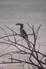 Southern yellow-billed hornbill in Etosha National Park, Namibia