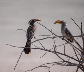 Southern yellow-billed hornbill in Etosha National Park, Namibia