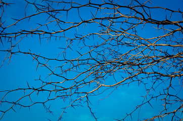 barbed wire on blue sky background