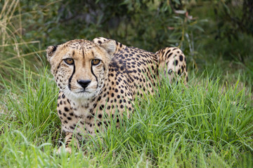 Cheetah in captivity, lying inthe grass