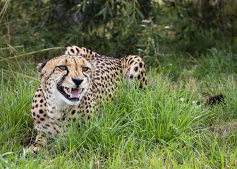 Cheetah in captivity, lying in the grass snarling
