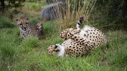 Cheetah in captivity. taking playful roll after a meal