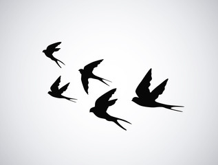 Vector silhouette flying birds on white background. Tattoo