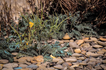 autumn leaves on the ground