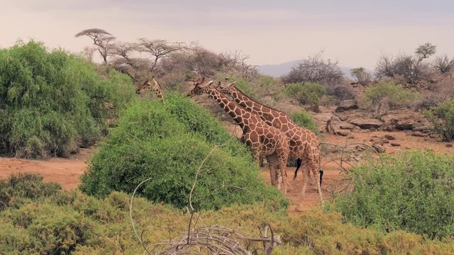 Giraffes Eat Green Leaves From The Bush In The African Savannah