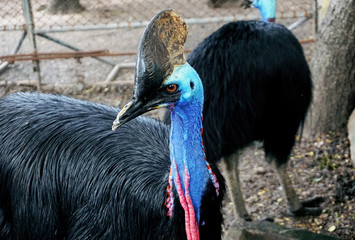 CASSOWARY BIRD IN THE ZOO  