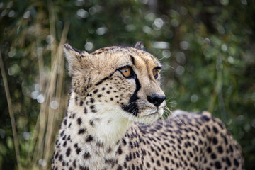 Cheetah in captivity, portrait