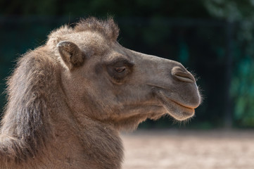 The head of a Bactrian camel  in profile.