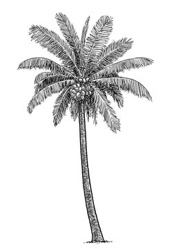 Coconut tree illustration, drawing, engraving, ink, line art, vector