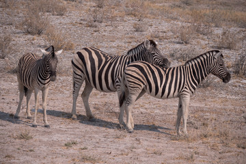 Obraz na płótnie Canvas Zebra in Etosha National Park, Namibia